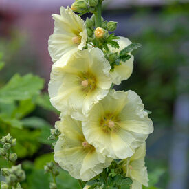 Sunshine, Hollyhock Seeds
